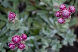 Attēlu rezultāti vaicājumam “Antennaria dioica leaf”
