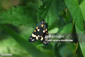 Attēlu rezultāti vaicājumam “Callimorpha dominula”