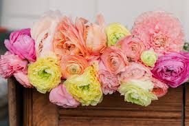 Attēlu rezultāti vaicājumam “Ranunculus mendax”