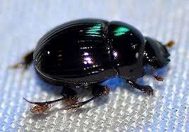 Attēlu rezultāti vaicājumam “Scarabaeidae”