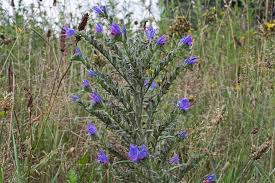 Attēlu rezultāti vaicājumam “Echium vulgare flower”