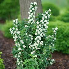 Attēlu rezultāti vaicājumam “Philadelphus coronarius flower”