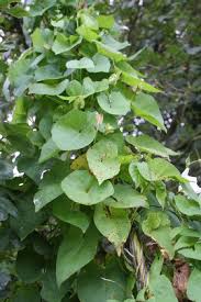 Attēlu rezultāti vaicājumam “Calystegia sepium leaf”