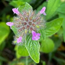 Attēlu rezultāti vaicājumam “Clinopodium vulgare leaf”