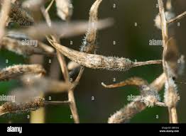 Attēlu rezultāti vaicājumam “Sinapis alba fruit”