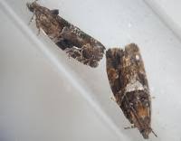 Attēlu rezultāti vaicājumam “Eudemis porphyrana”