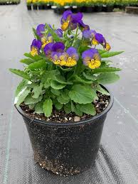 Image result for Viola cornuta