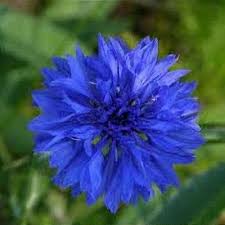 Attēlu rezultāti vaicājumam “Centaurea jacea flower”