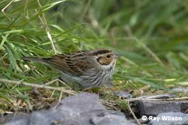 Image result for Emberiza pusilla