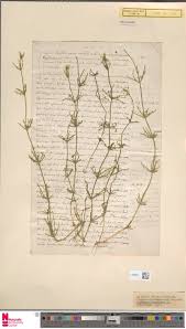 Attēlu rezultāti vaicājumam “Chara tomentosa”