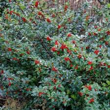 Attēlu rezultāti vaicājumam “Ilex x meserveae”