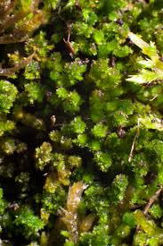 Attēlu rezultāti vaicājumam “Platygyrium repens”