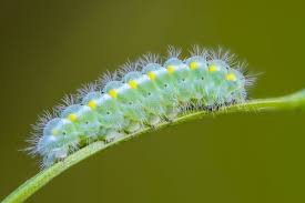 Attēlu rezultāti vaicājumam “Zygaena viciae”