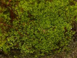 Attēlu rezultāti vaicājumam “Tortula muralis”