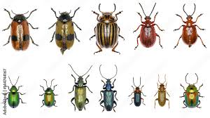 Attēlu rezultāti vaicājumam “Chrysomelidae”