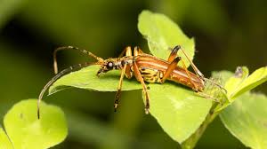 Attēlu rezultāti vaicājumam “Stenocorus meridianus”