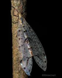 Attēlu rezultāti vaicājumam “Badhamiopsis praetermissa”