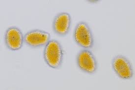 Attēlu rezultāti vaicājumam “Coleosporium sp.”