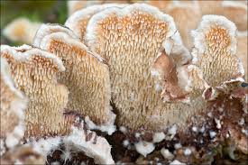 Attēlu rezultāti vaicājumam “Steccherinum bourdotii”