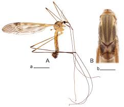 Attēlu rezultāti vaicājumam “Tipulidae female”