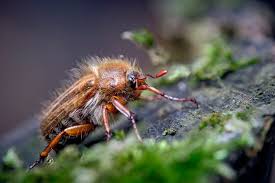 Attēlu rezultāti vaicājumam “Amphimallon solstitiale”