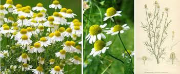 Attēlu rezultāti vaicājumam “Matricaria chamomilla flower”
