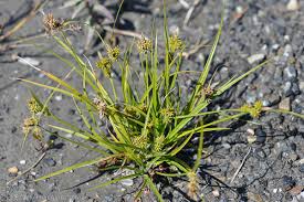 Attēlu rezultāti vaicājumam “Carex viridula”