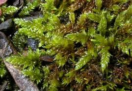 Attēlu rezultāti vaicājumam “Hypnum cupressiforme var. filiforme”