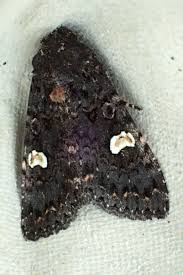 Attēlu rezultāti vaicājumam “Melanchra persicariae”