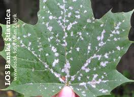 Attēlu rezultāti vaicājumam “Sawadaea tulasnei”