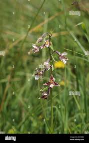 Attēlu rezultāti vaicājumam “Epipactis palustris”