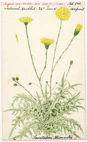 Attēlu rezultāti vaicājumam “Leontodon autumnalis”