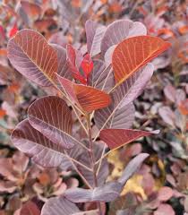 Attēlu rezultāti vaicājumam “Cotinus coggygria leaf”