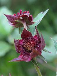 Attēlu rezultāti vaicājumam “Comarum palustre flower”