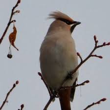 Attēlu rezultāti vaicājumam “Bombycilla garrulus adult”