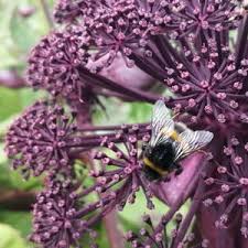 Attēlu rezultāti vaicājumam “Angelica sylvestris fruit”