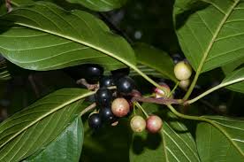 Attēlu rezultāti vaicājumam “Frangula alnus”
