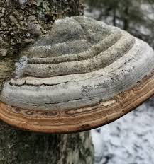 Attēlu rezultāti vaicājumam “Fomes fomentarius”