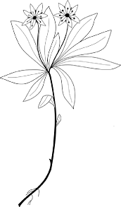 Attēlu rezultāti vaicājumam “Trientalis europaea fruit”