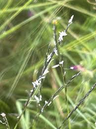 Attēlu rezultāti vaicājumam “Nardus stricta flower”