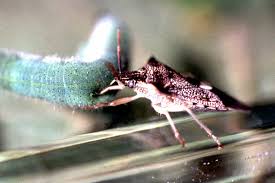 Attēlu rezultāti vaicājumam “Pieris rapae larva”