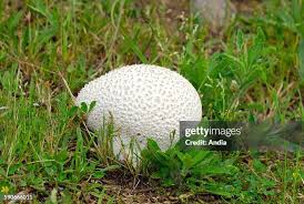 Attēlu rezultāti vaicājumam “Calvatia utriformis”