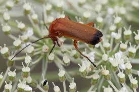 Attēlu rezultāti vaicājumam “Rhagonycha fulva”