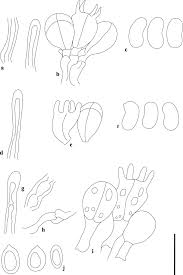 Attēlu rezultāti vaicājumam “Elmerina caryae”