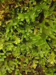 Attēlu rezultāti vaicājumam “Riccardia palmata”