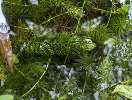 「金魚藻」的圖片搜尋結果