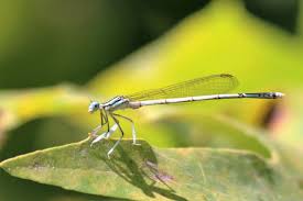 Attēlu rezultāti vaicājumam “Platycnemis pennipes”