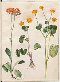 Attēlu rezultāti vaicājumam “Pilosella aurantiaca”