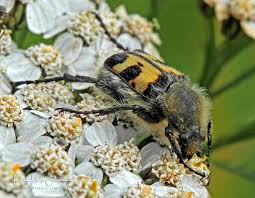 Attēlu rezultāti vaicājumam “Trichius fasciatus”