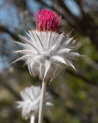 Attēlu rezultāti vaicājumam “Cirsium x rigens flower”